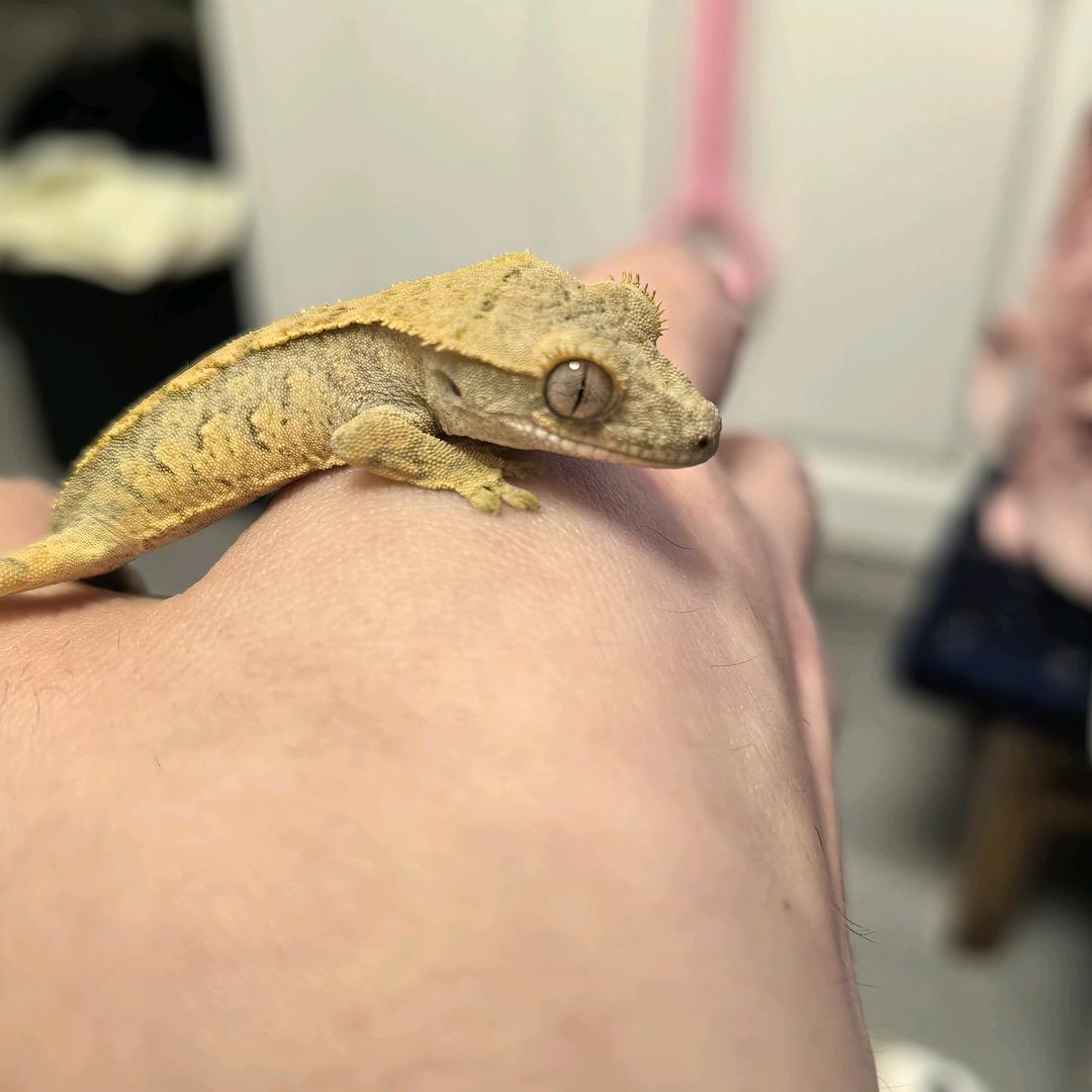 蛋蛋
