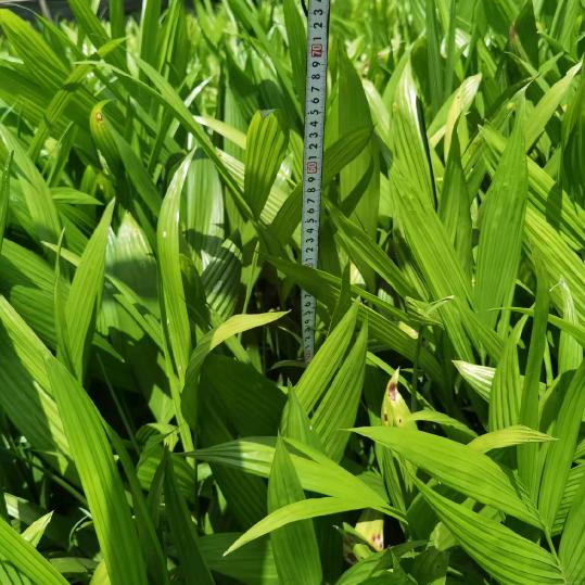 小炮槟榔苗基地