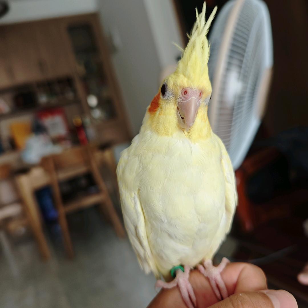 手养鸟宝