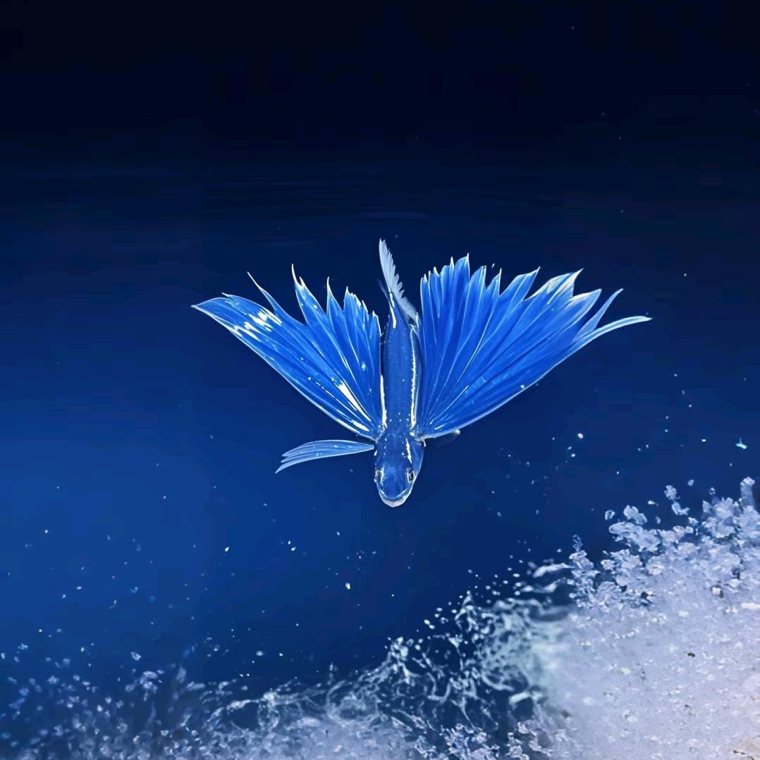 光伏徐鹏