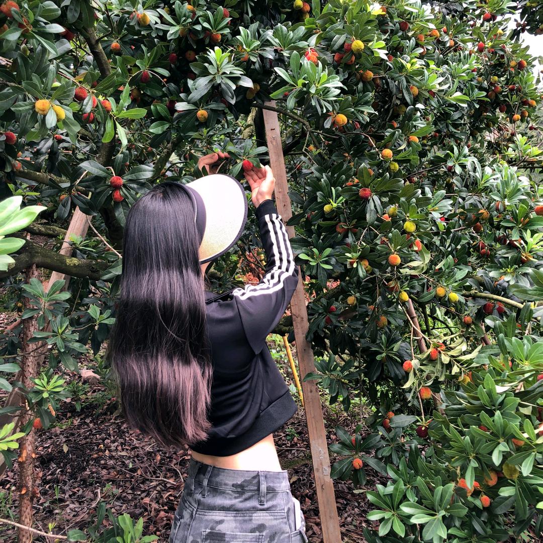 -梅烦恼（仙居杨梅版