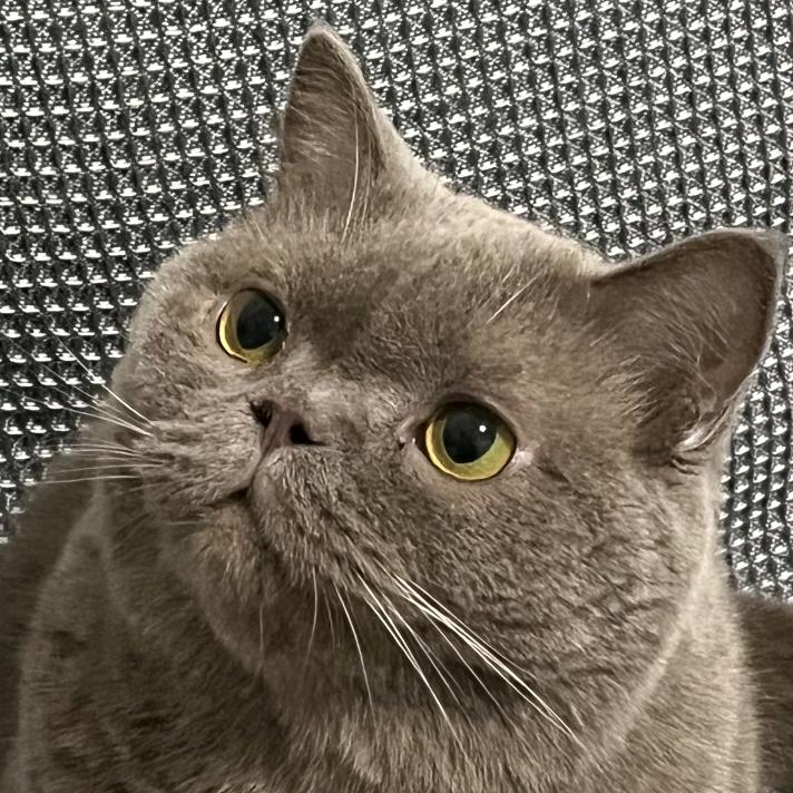 家有刘贝贝🐱