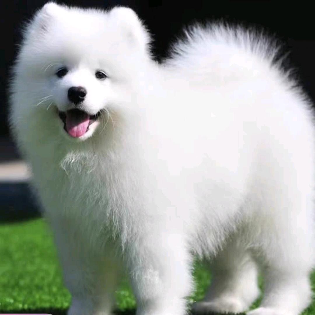 狗大神，军仔，分享养狗妙招