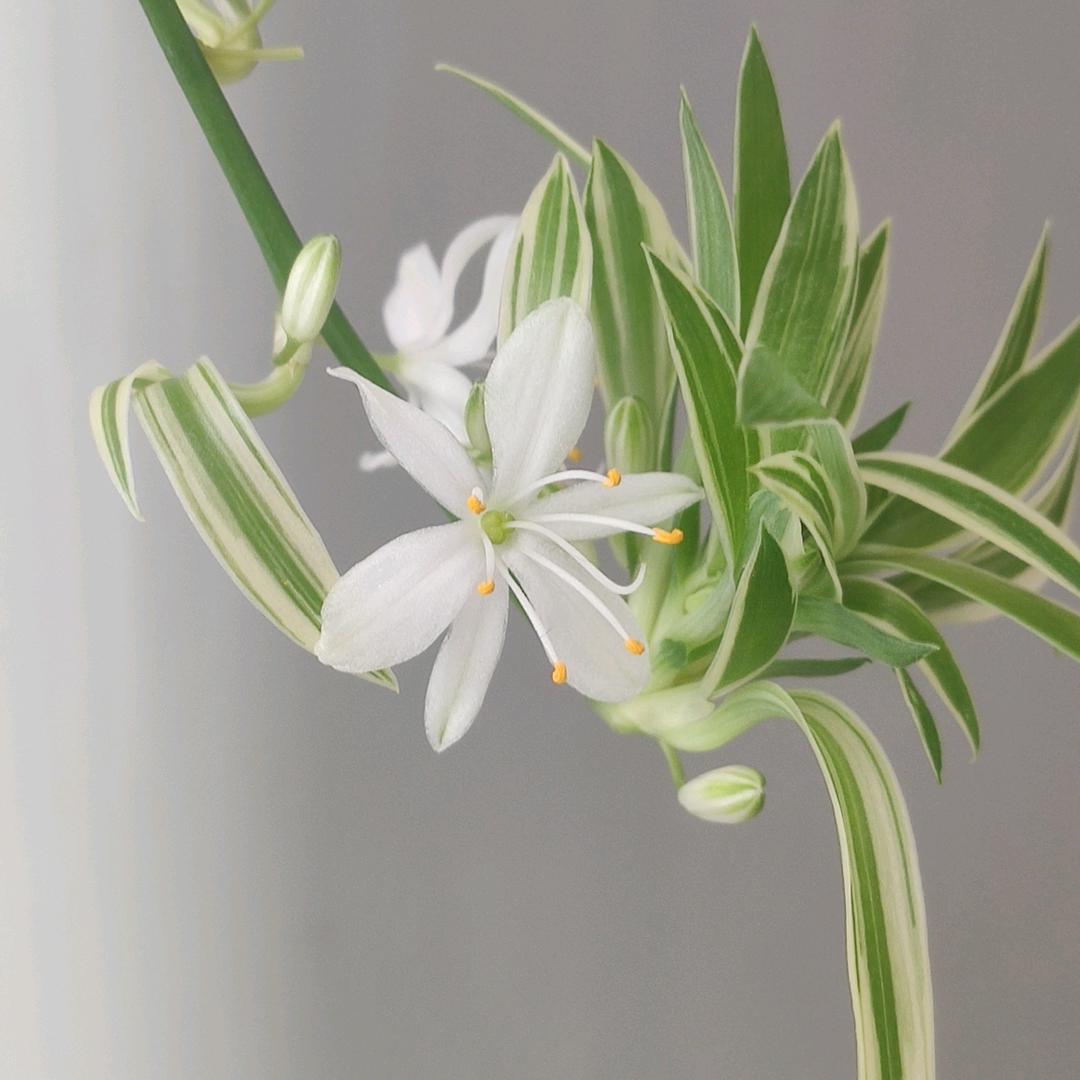 🌈顺理陈张🐇✨🎉