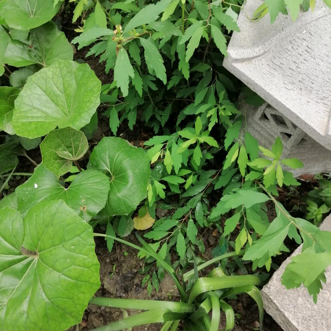 顺利平安