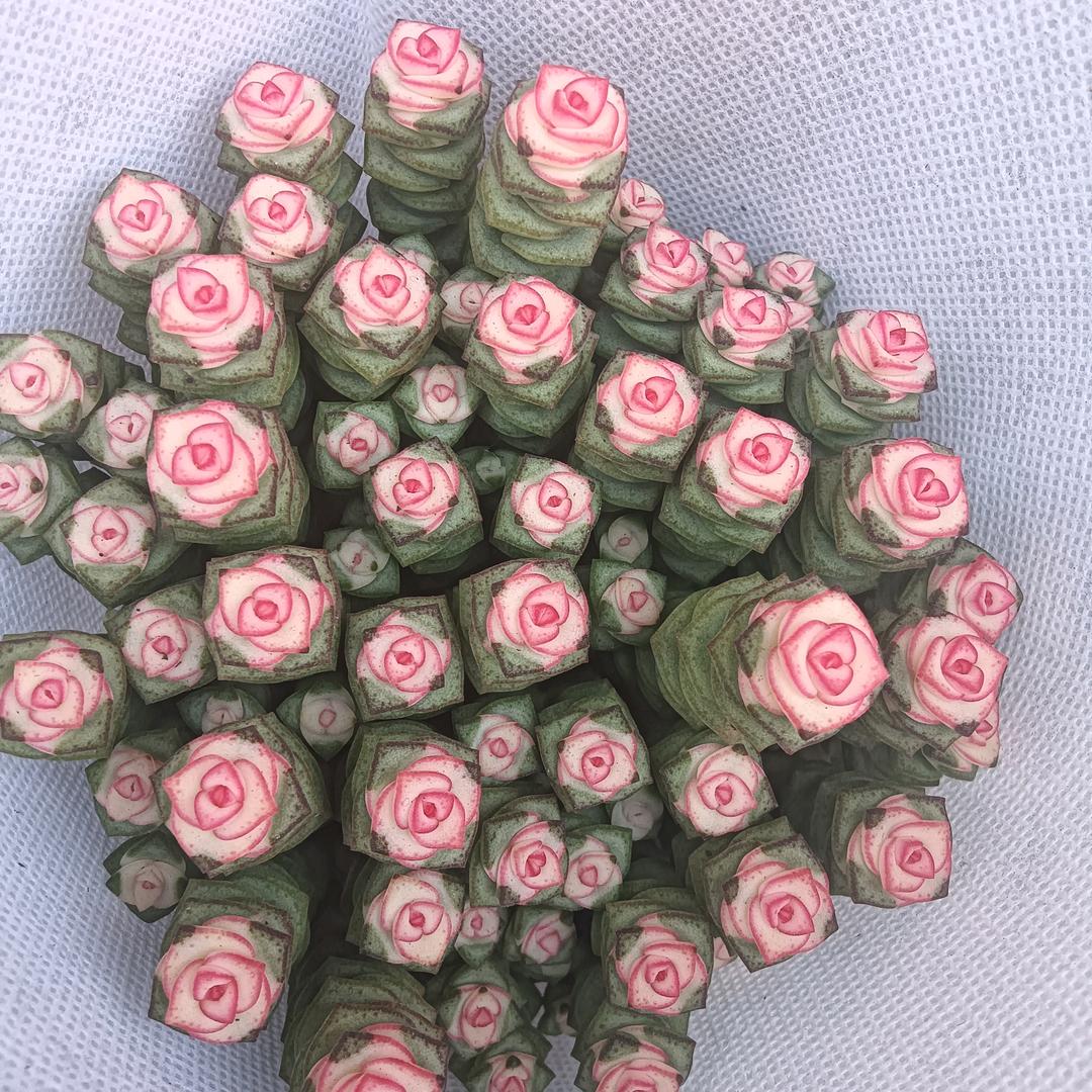 我爱我，别伤害