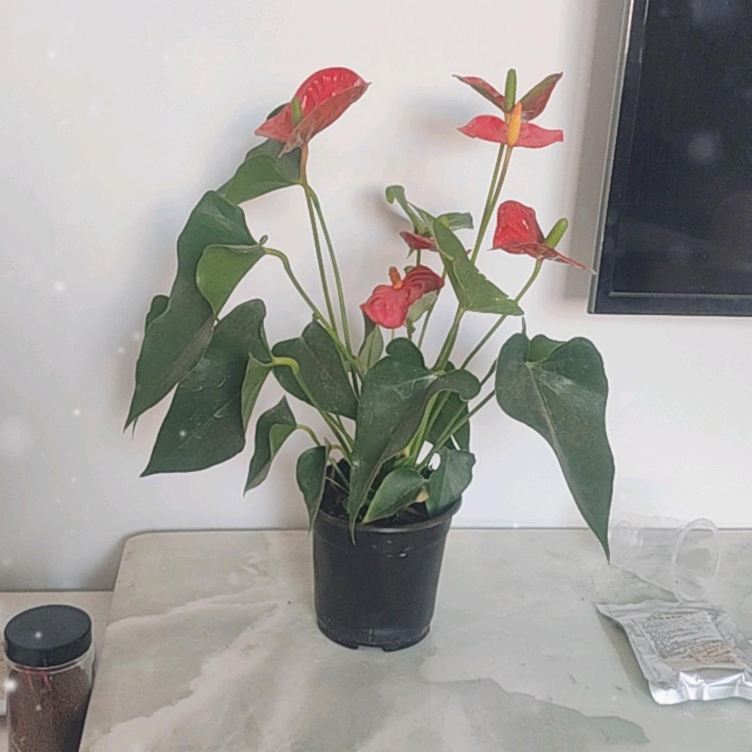 一路生花_222340349