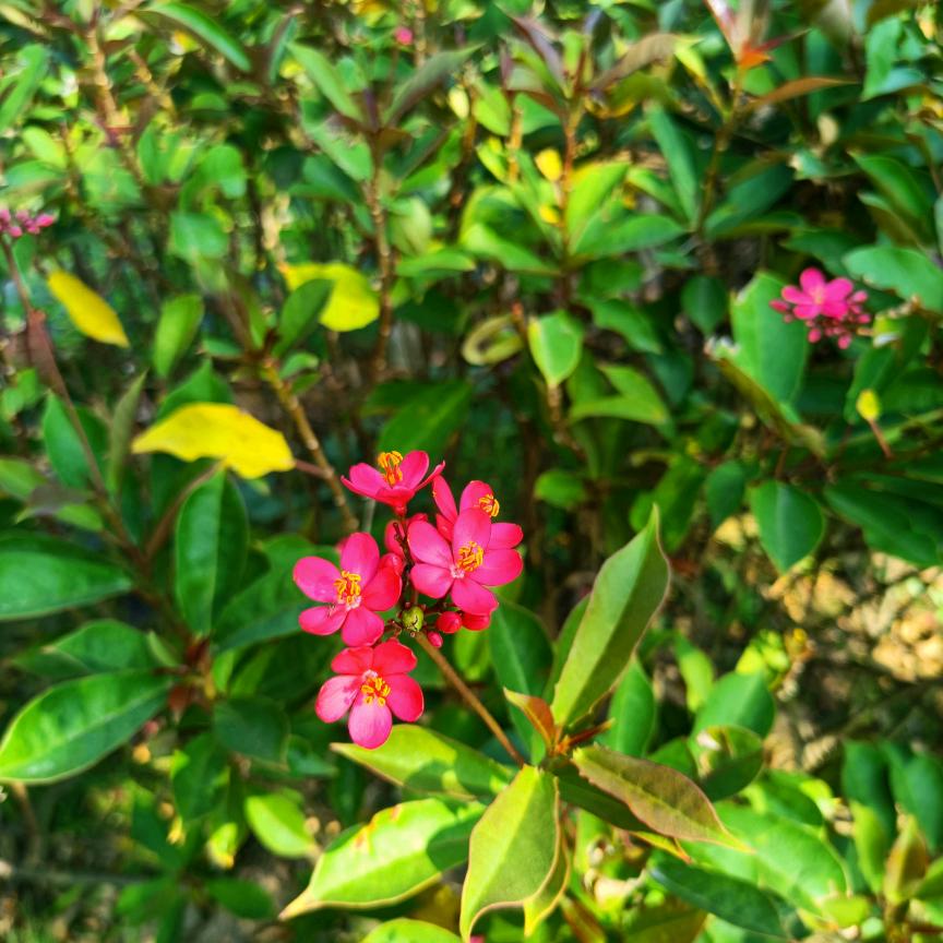 云无心。竹无心