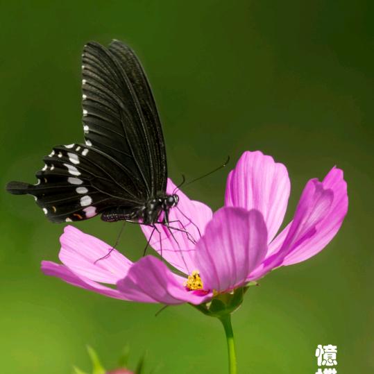 🇨🇳吴💫⁹⁷⁸