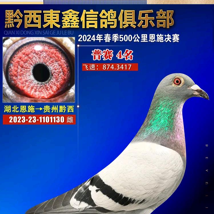 贵州山区赛鸽，种鸽