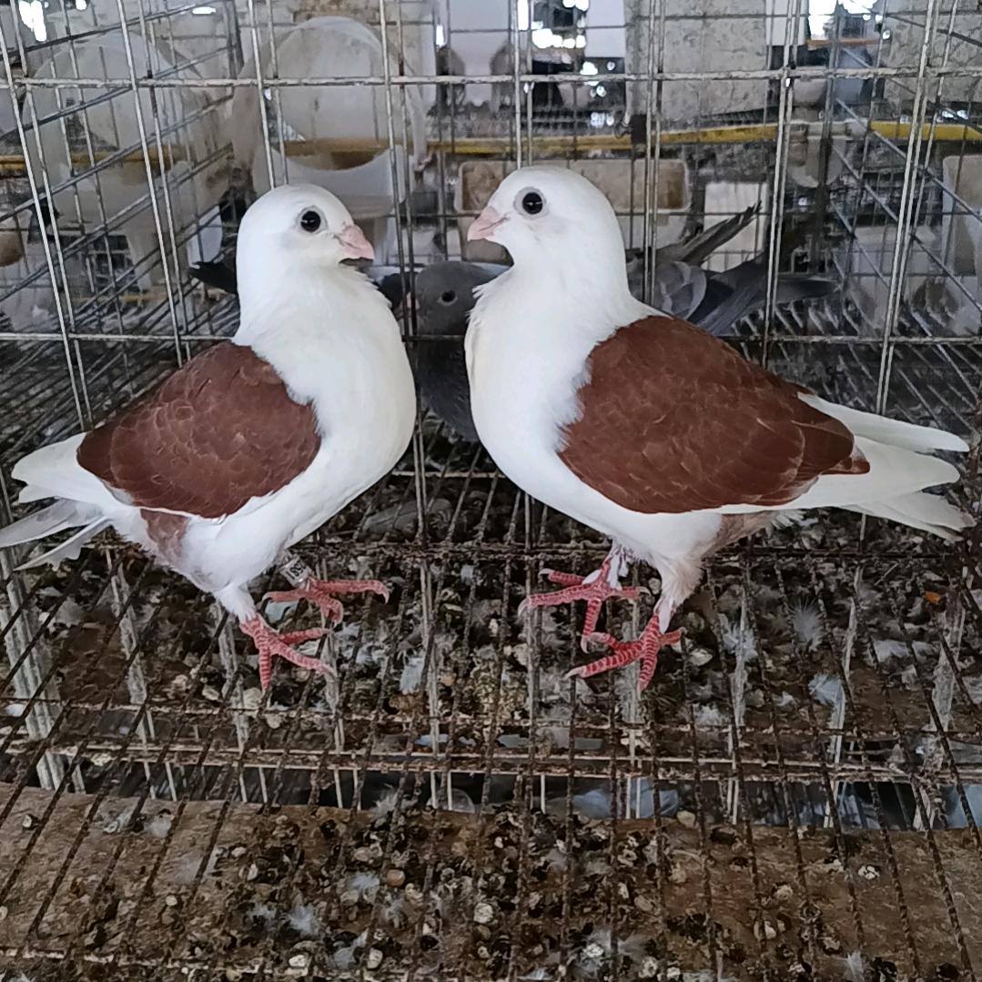 晓鸽创意小铺