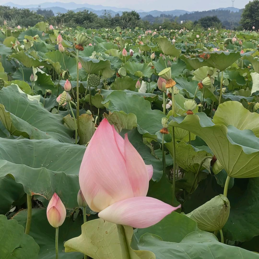 广昌长兴隆特产优品