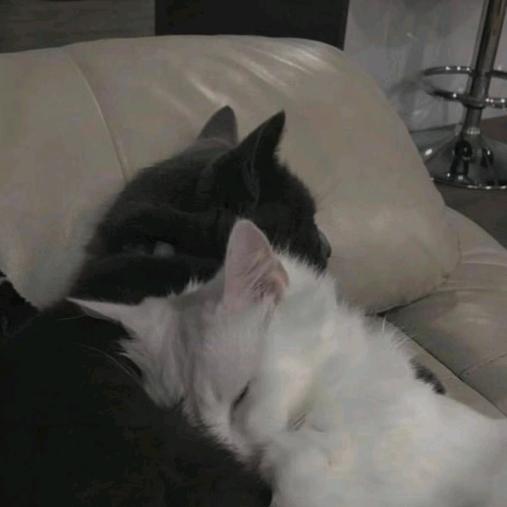 吃一口墨鱼水饺