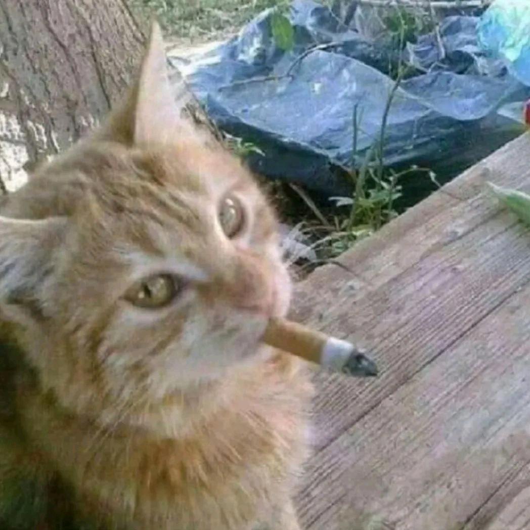 半熟芝士