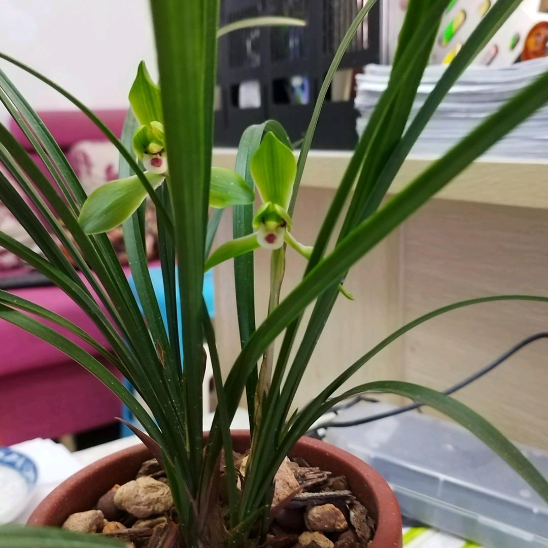 东西南北Lotu