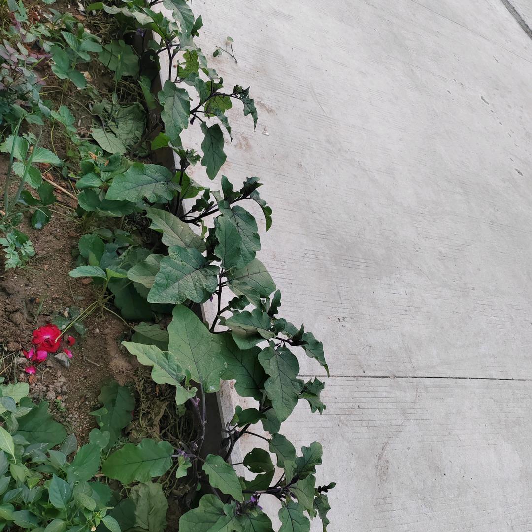 诗酒趁年华……张忠和1995645698