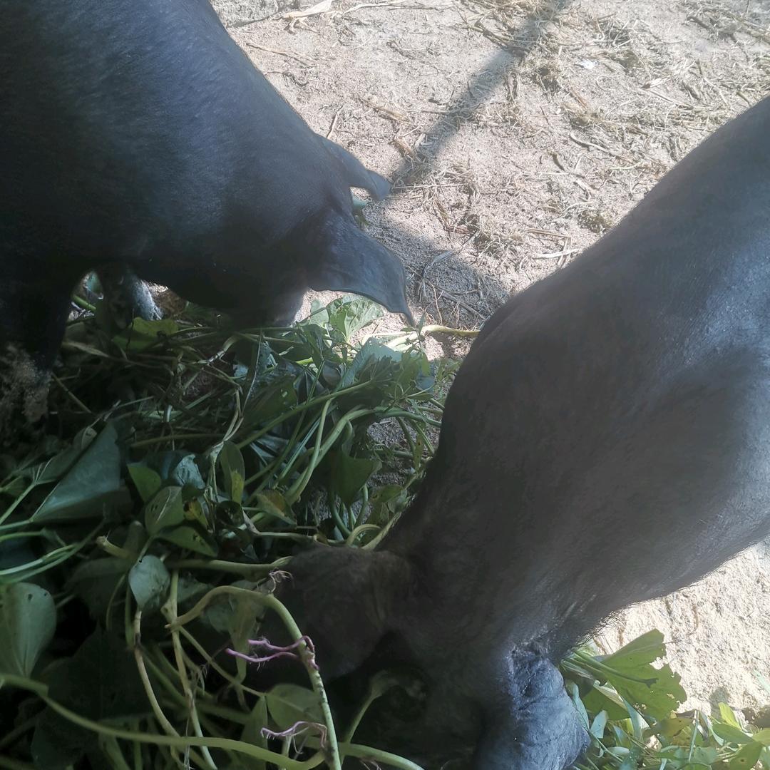 李六散养土猪生态园