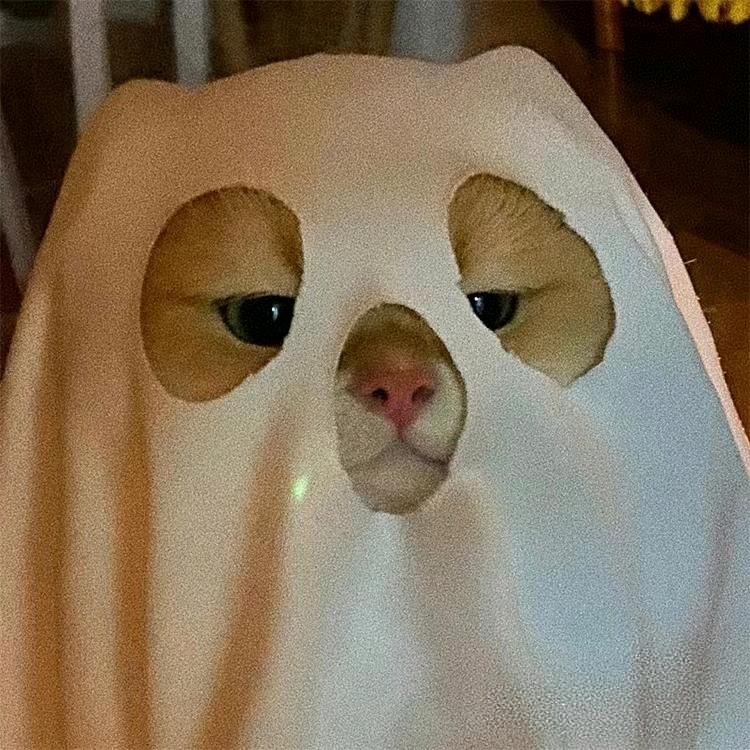 隔窗看鱼的猫