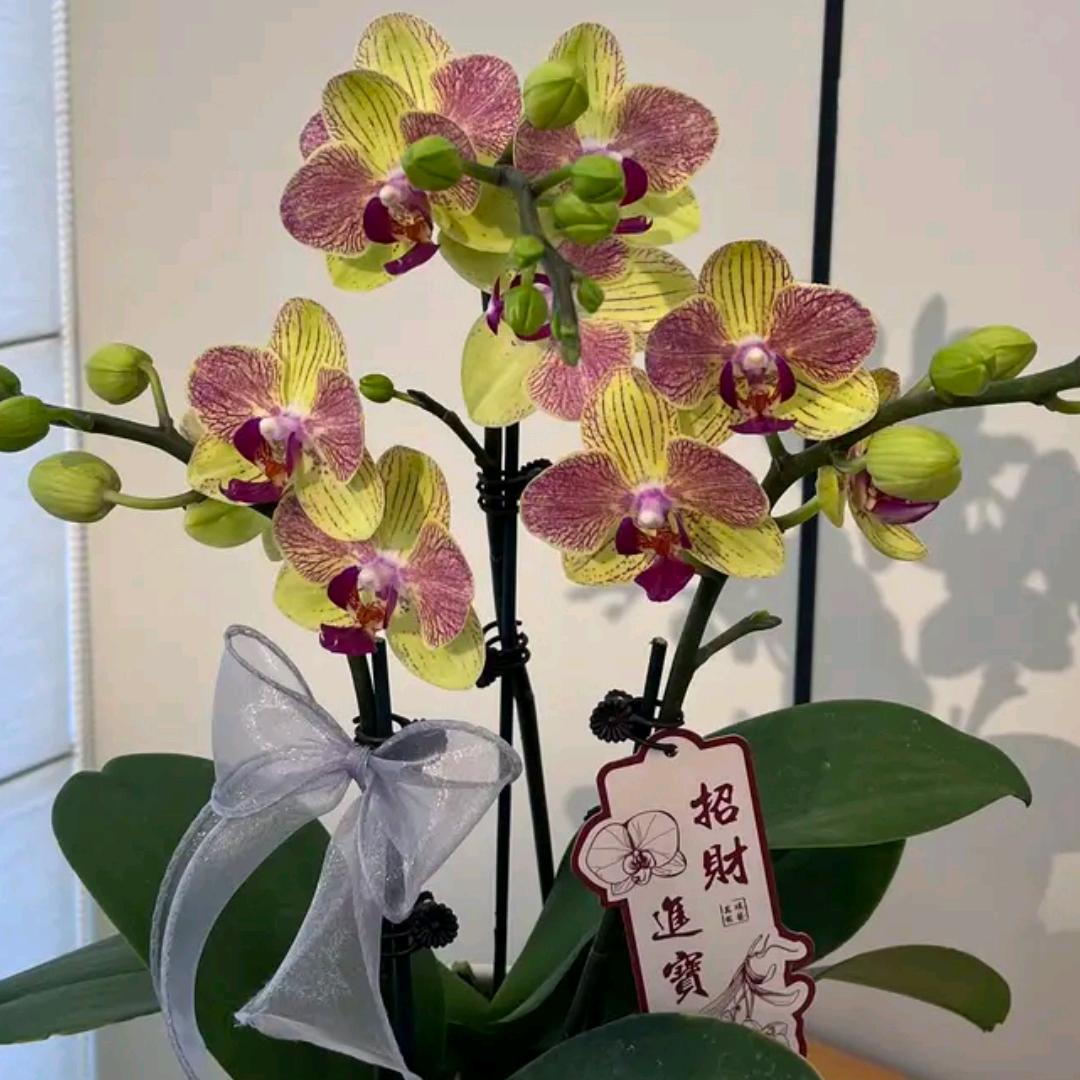 墨槿兰庭