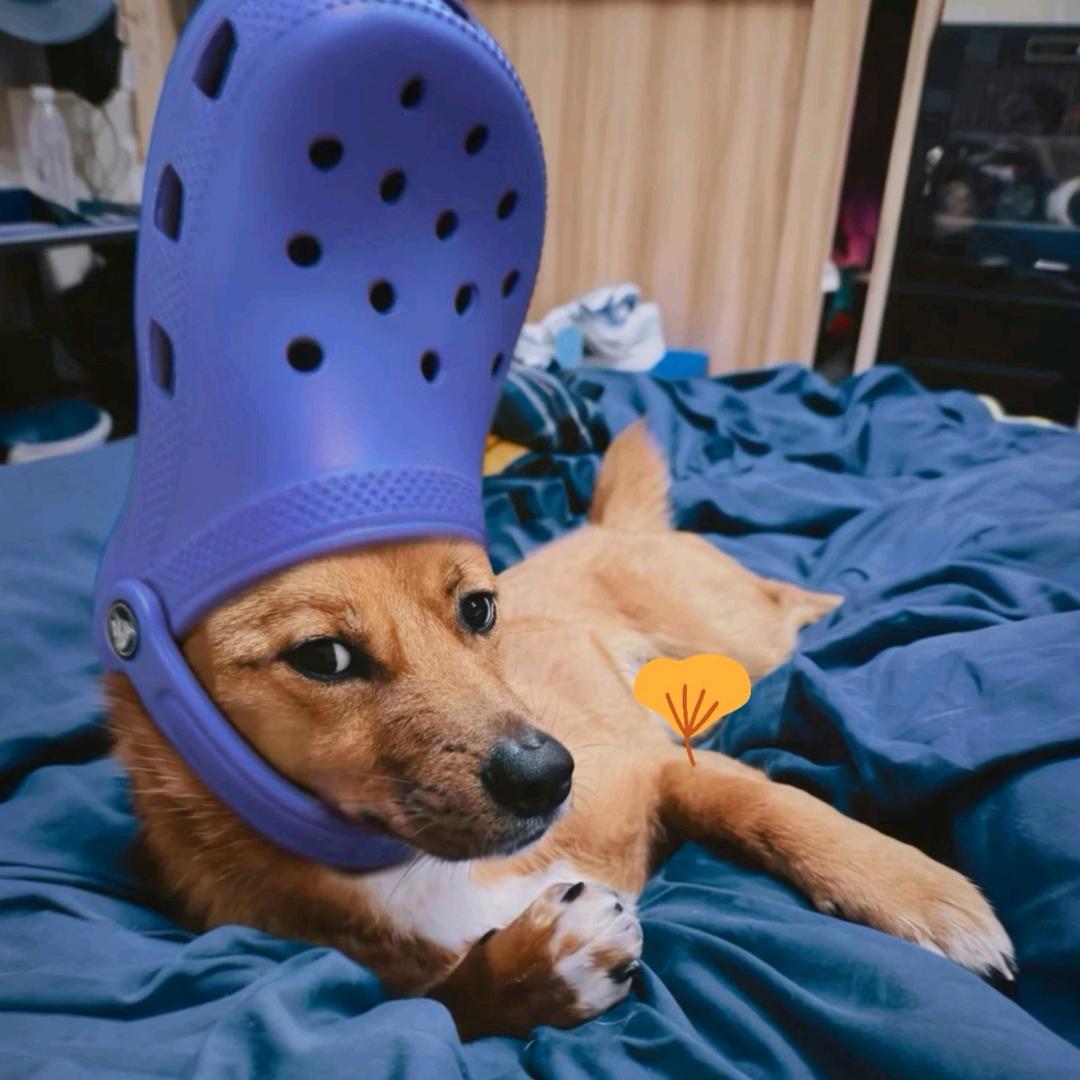 呼呼（见过N7、十勤）