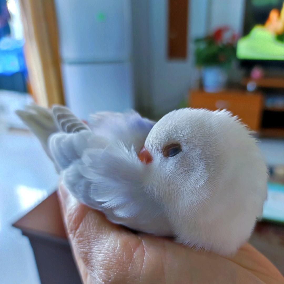 萌宠🦜🍀