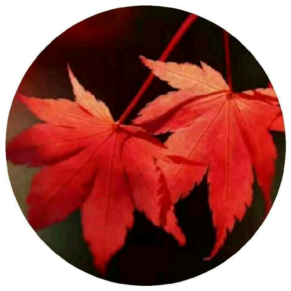 只因有你🌺🌺🌺