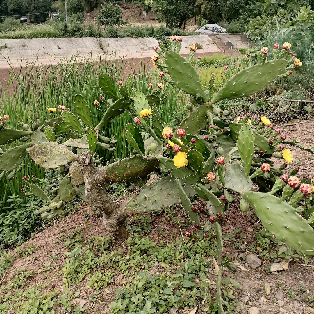 小幸运(游戏🎮)