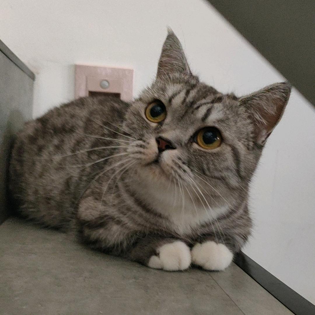 大黑耗子是只猫