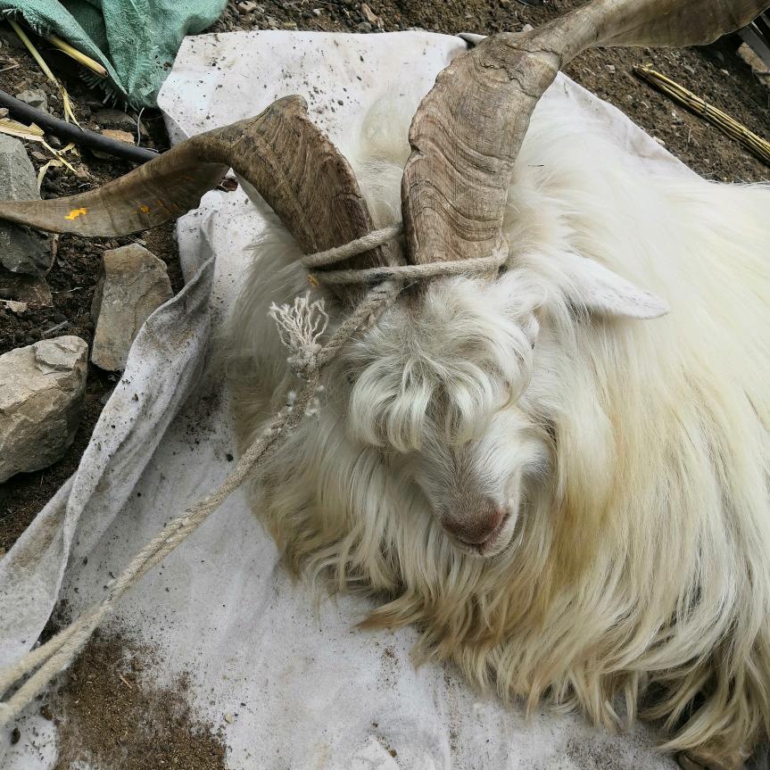 【专业梳羊绒】¥提前联系电话?