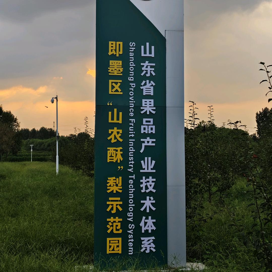 邢波～～山农酥梨青岛基地