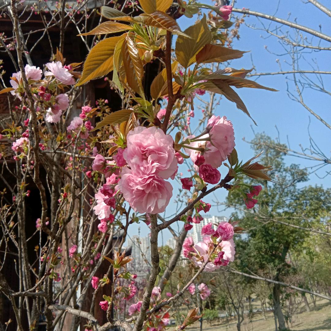 大蒜妹