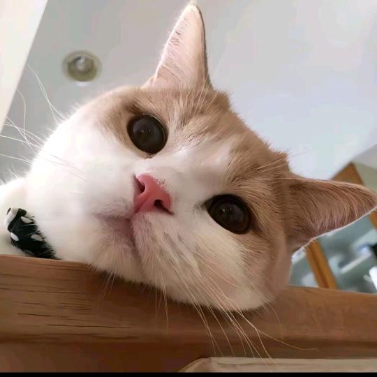 清辉