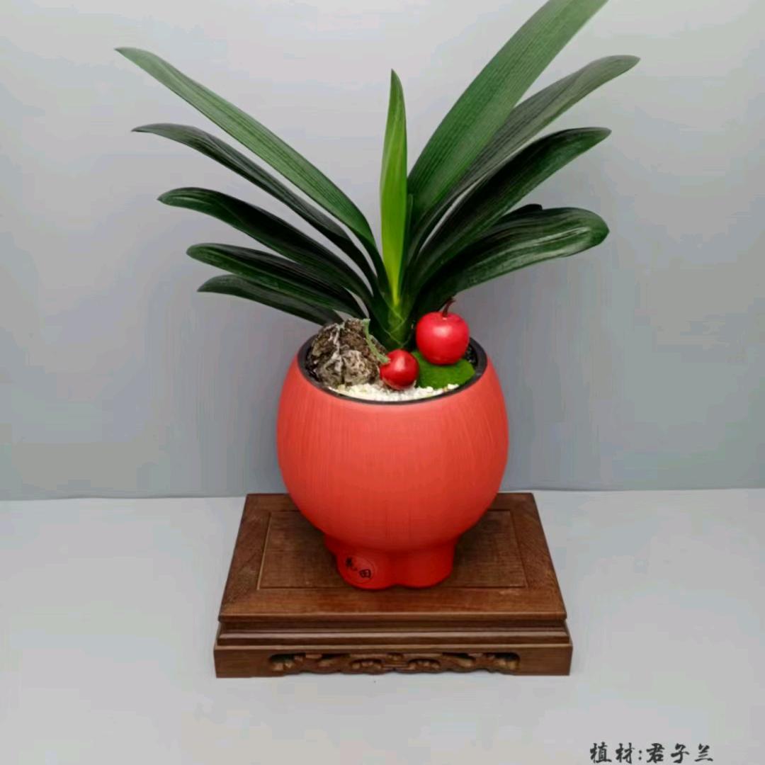 谭金(只做自己)