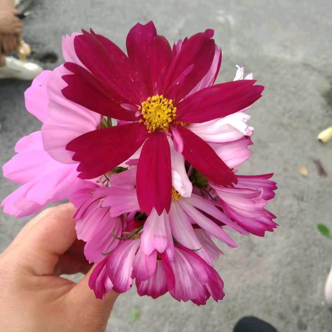 VV花花🌸🌸🍓