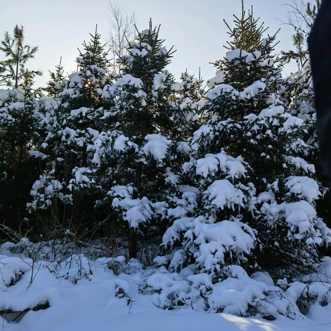 小雪薇