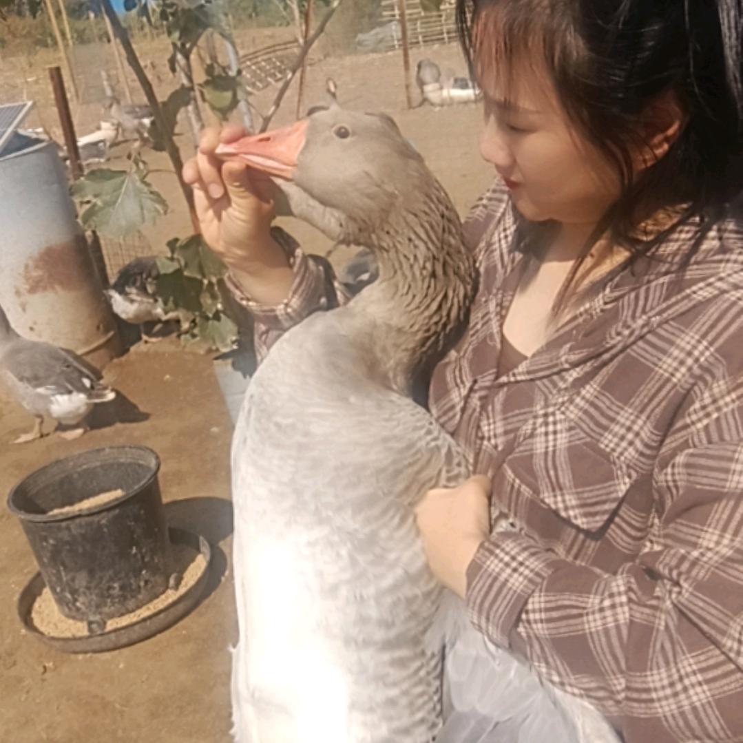 小刁鹅产品