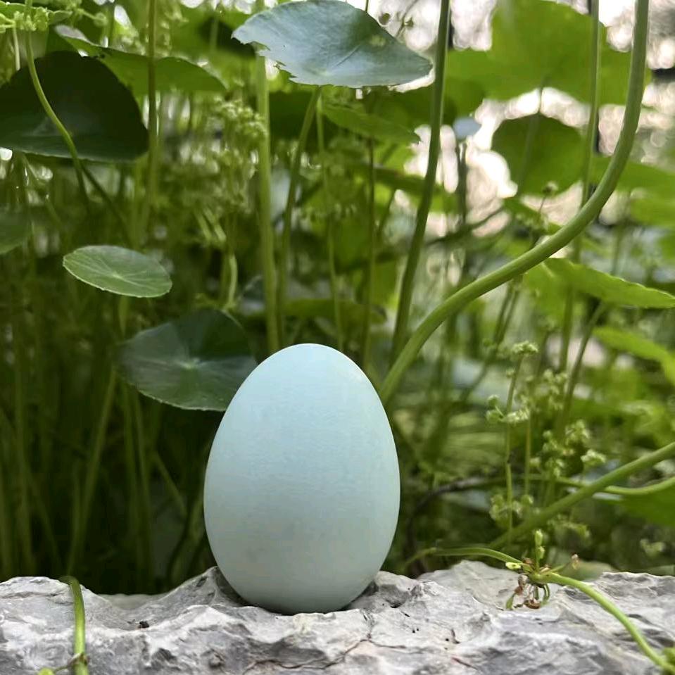 蛋蛋研究院