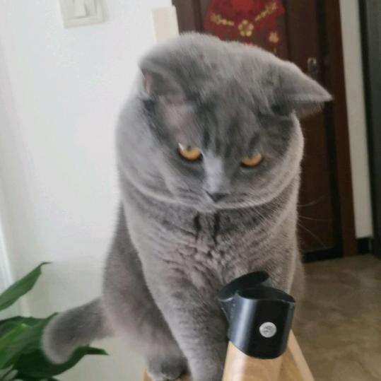 清浅