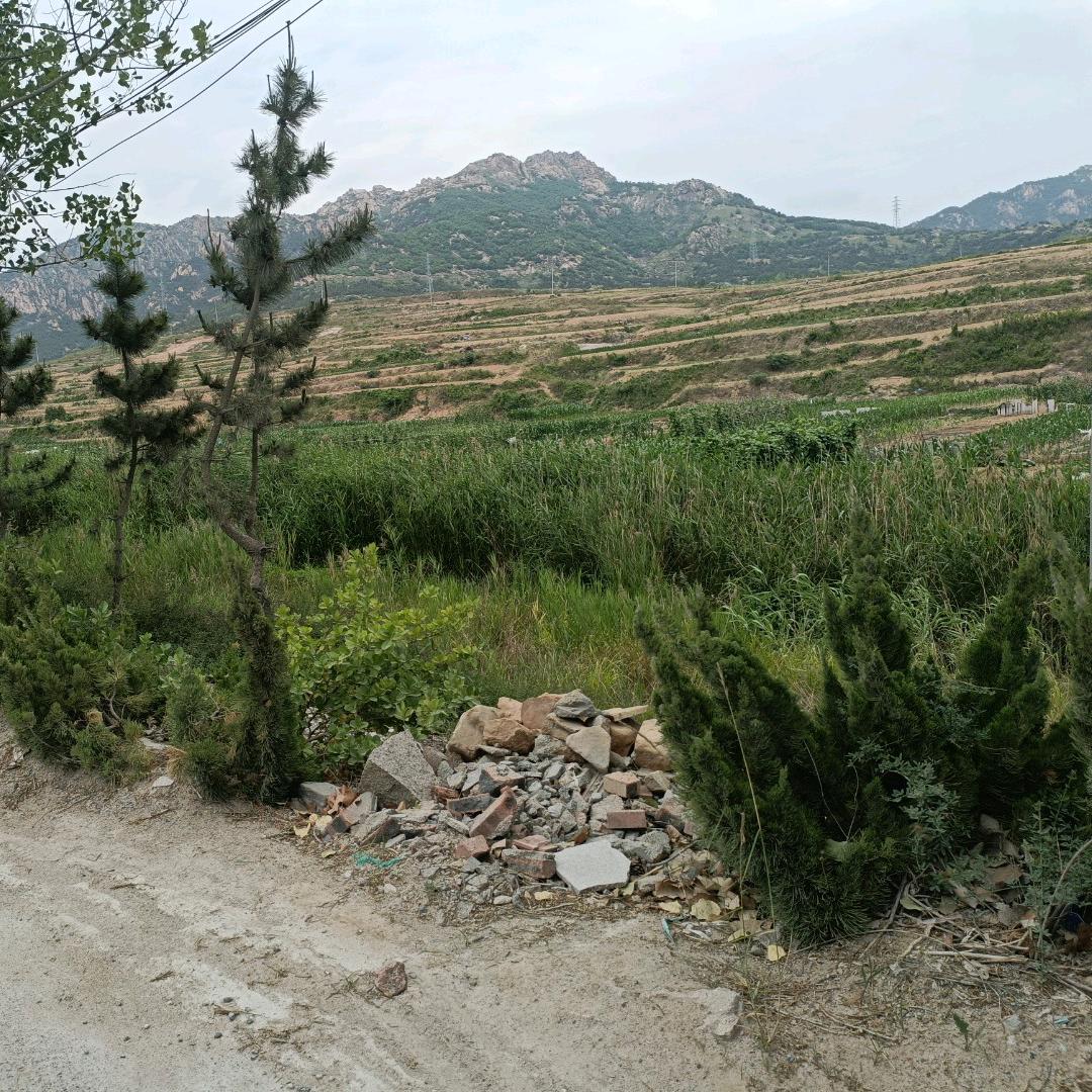 庆云门派，呆哥哥