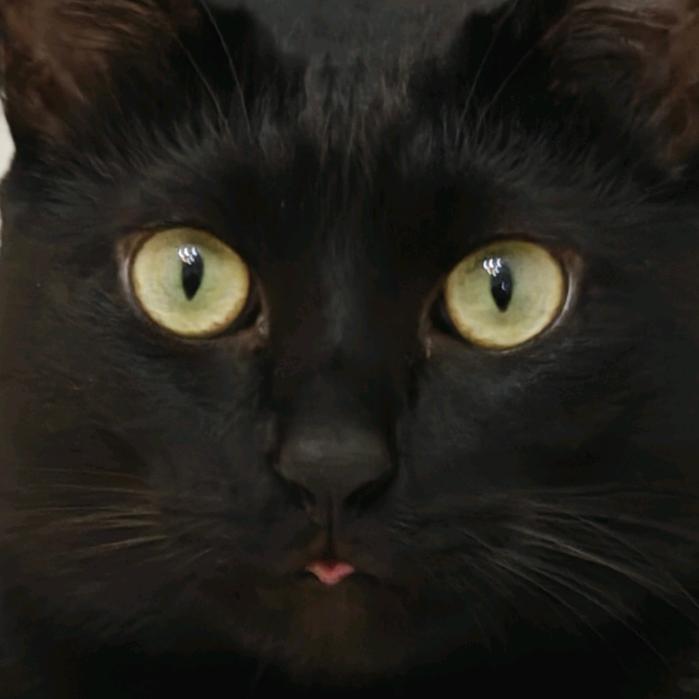 狗狗猫就是坠猴地！