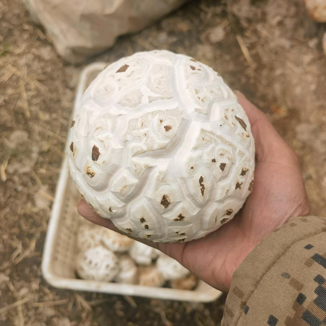 裕山佑约生鲜特产