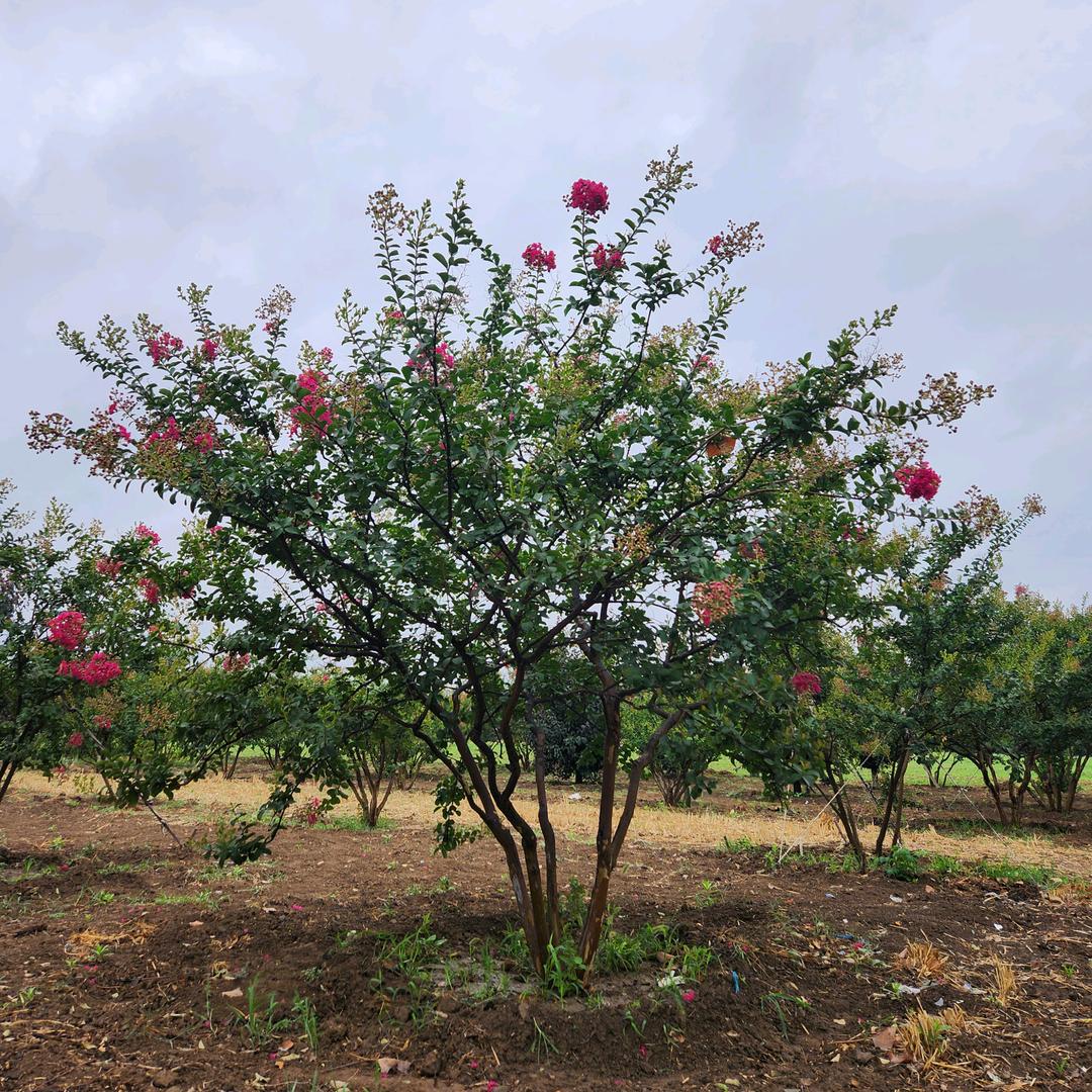 紫薇张师傅（苗中见匠心）