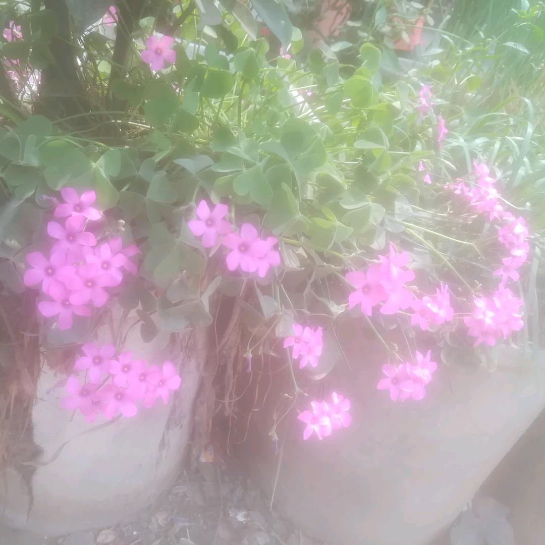 芳姐小号2