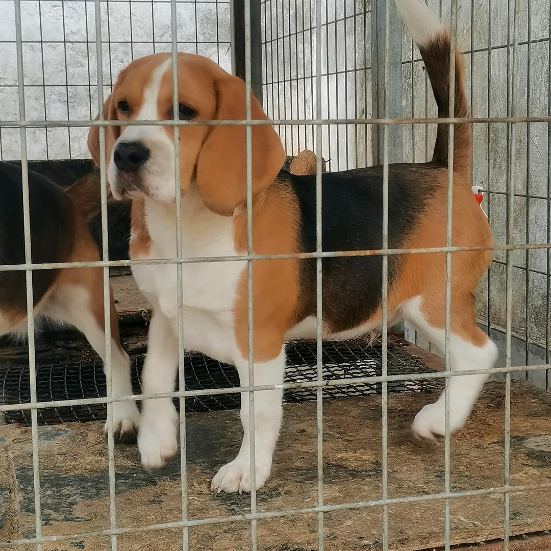 山东聊城（高唐）大伟