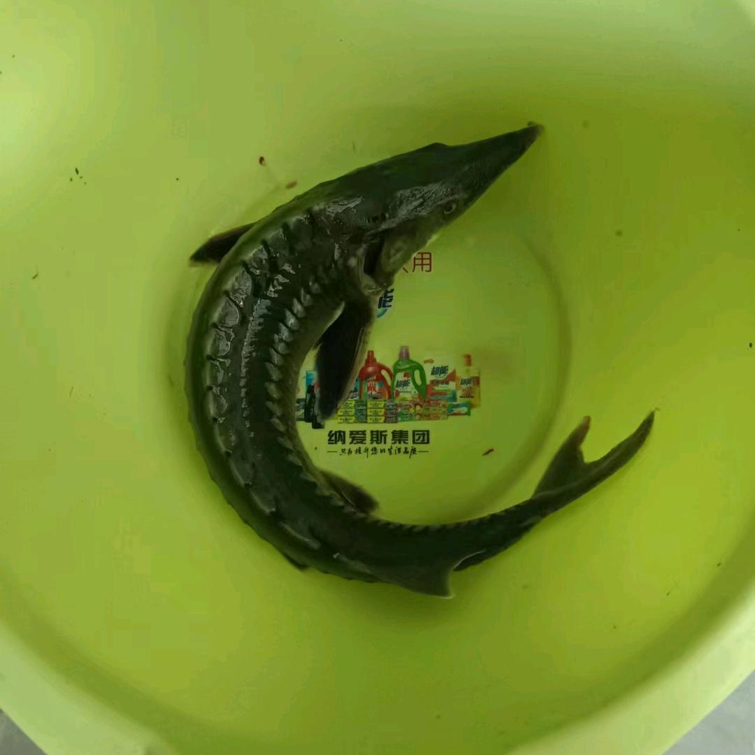 湖北广水大个头