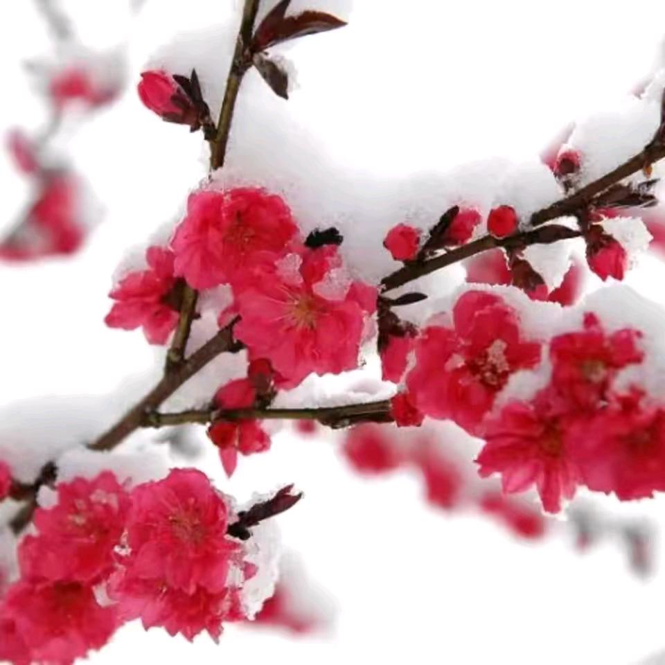 香格里拉