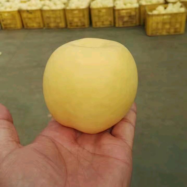 2133677695
