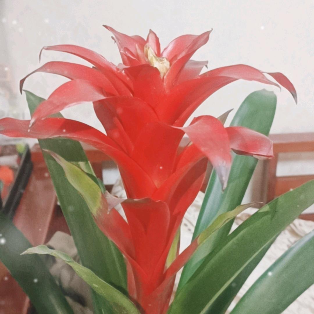 一颗柠檬