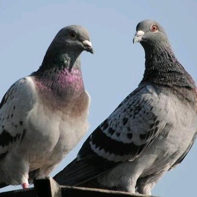 鸽子养殖管家小二