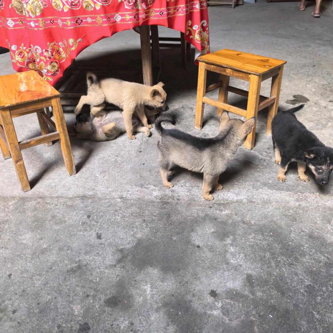 试作型人机